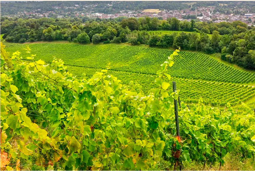 Viñedo Localizado en Reino Unido,  nuevo competidor ante el cambio climático